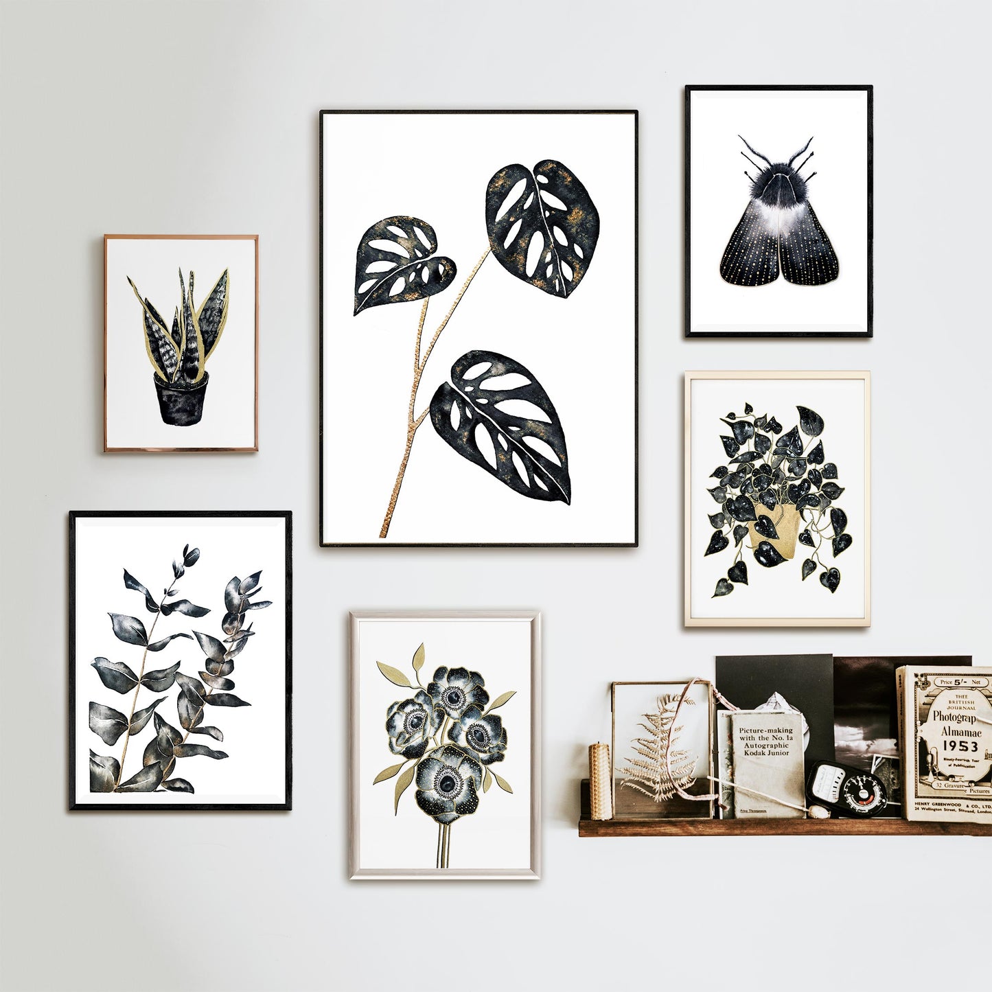 Affiche de Plante Monstera Adansonii noir et or, illustration Botanique