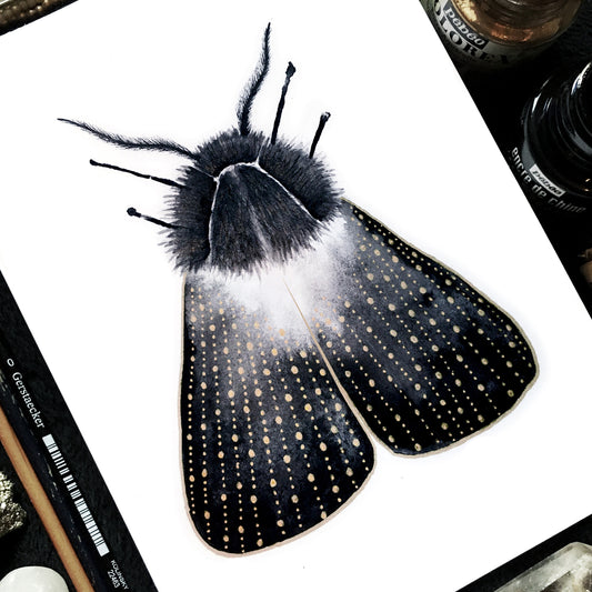 Affiche de Papillon de Nuit or et noir, Illustration d'insecte
