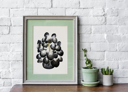 Affiche de plante Pilea, illustration botanique noir et or