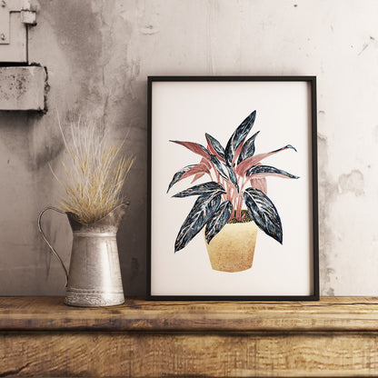 Affiche de plante Stromanthe, illustration botanique colorée