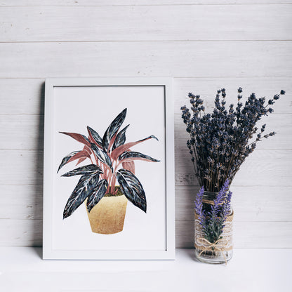 Affiche de plante Stromanthe, illustration botanique colorée