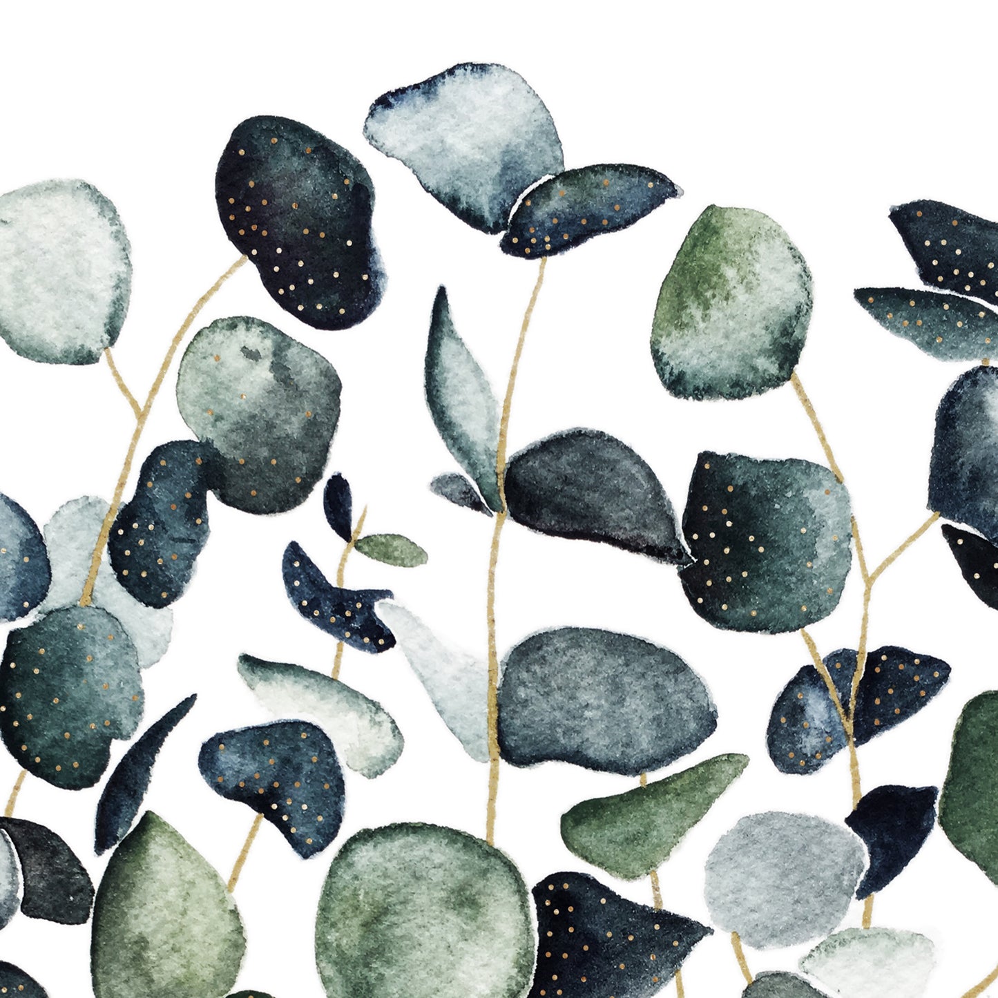 Affiche de plantes Eucalyptus, illustration botanique