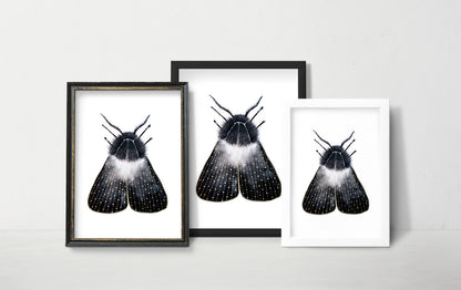 Affiche de Papillon de Nuit or et noir, Illustration d'insecte