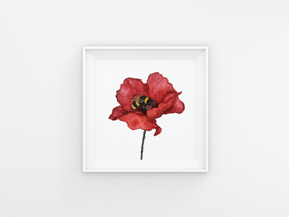 Affiche de Coquelicot et Bourdon, Affiche Florale, Illustration Botanique