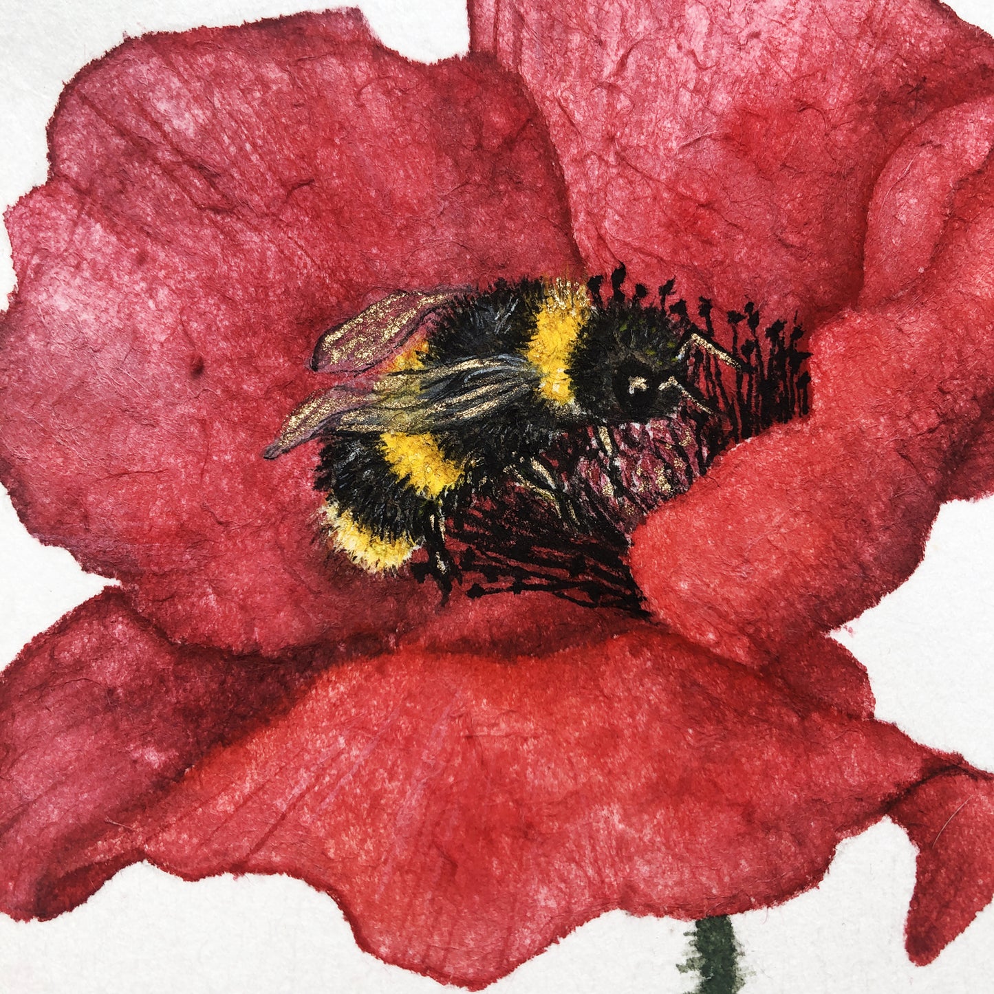Affiche de Coquelicot et Bourdon, Affiche Florale, Illustration Botanique