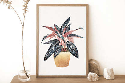 Affiche de plante Stromanthe, illustration botanique colorée
