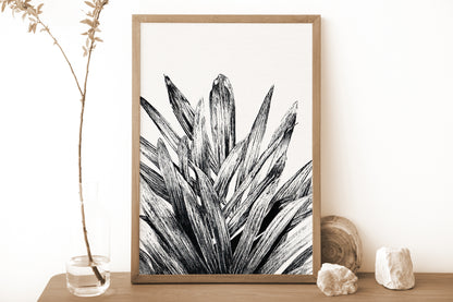 Affiche de palmier, plante tropicale, illustration botanique noir et blanc