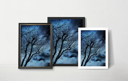 Affiche d'Arbre dans la nuit, Illustration de Paysage